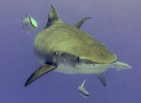 Tiger Shark Midway